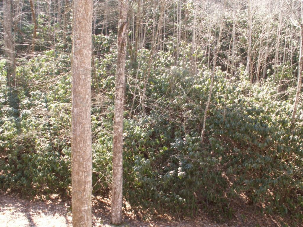 357 Cove Ridge Road Butler, TN 37640 - Photo 31 of 36 LANDSCAPED BY NATURE