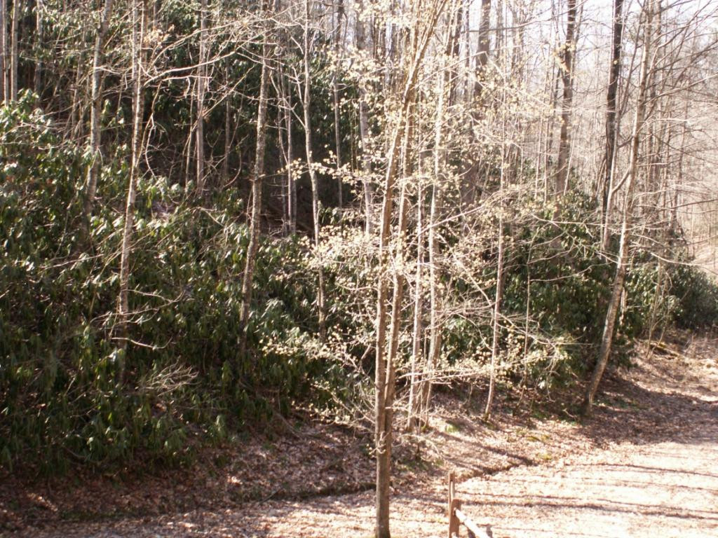 357 Cove Ridge Road Butler, TN 37640 - Photo 34 of 36 DRIVEWAY VIEW LEAVING