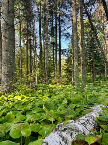 $179,900 | 5361 Highway 61, Lutsen, MN 55612