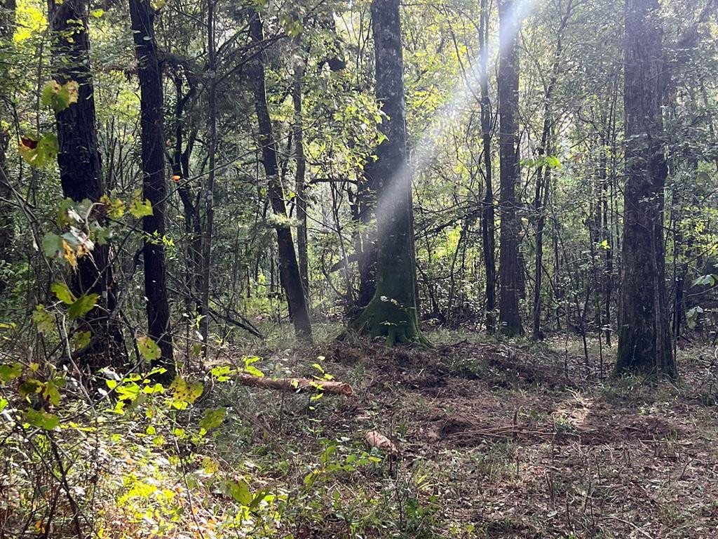 Tbd Tbd Ms-568 Osyka, MS 39657 - Photo 14 of 37 Photo 14