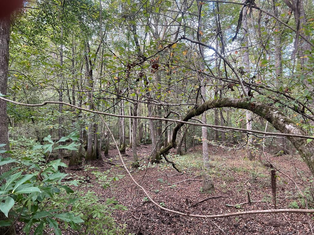 Tbd Tbd Ms-568 Osyka, MS 39657 - Photo 28 of 37 Photo 28