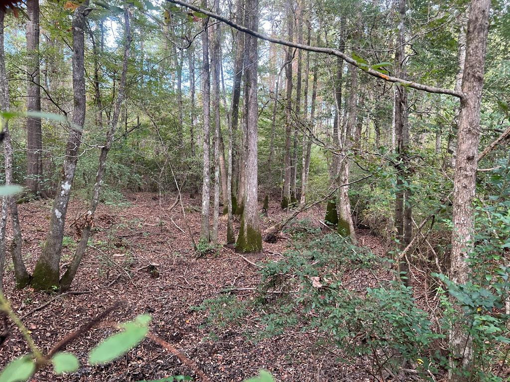 Tbd Tbd Ms-568 Osyka, MS 39657 - Photo 29 of 37 Photo 29