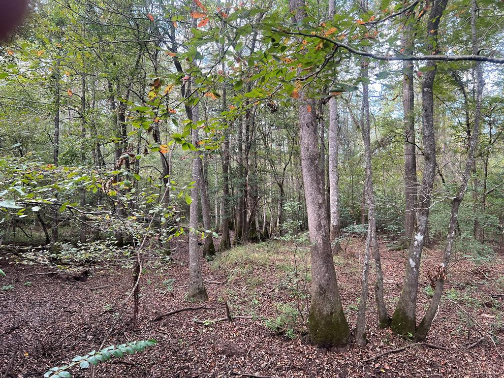 Tbd Tbd Ms-568 Osyka, MS 39657 - Photo 30 of 37 Photo 30