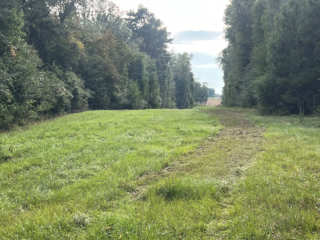 Tbd Tbd Ms-568 Osyka, MS 39657 - Photo 4 of 37 Photo 4