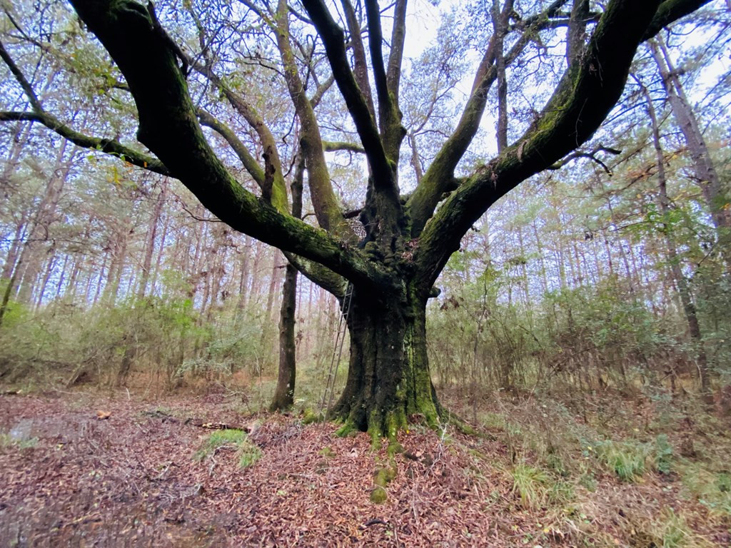 Tbd Tbd Ms-568 Osyka, MS 39657 - Photo 6 of 37 Photo 6