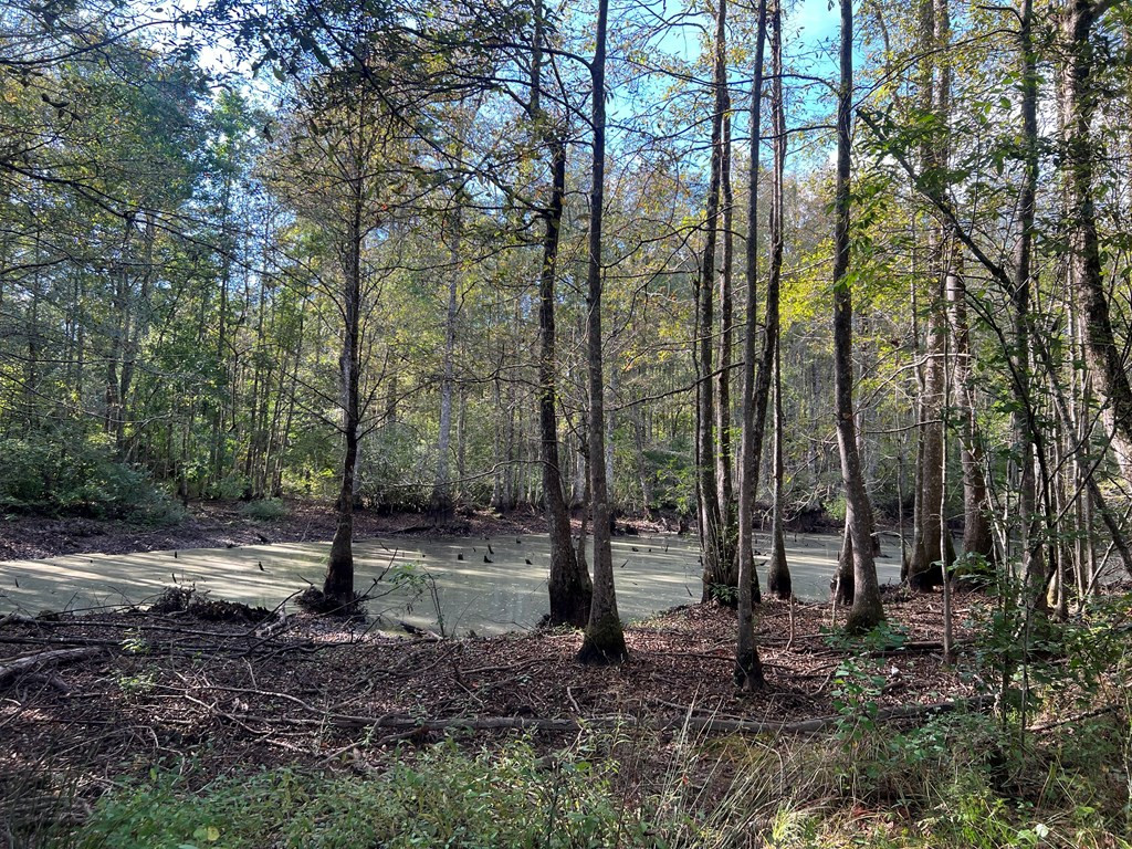 Tbd Tbd Ms-568 Osyka, MS 39657 - Photo 7 of 37 Photo 7