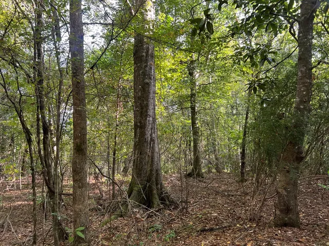 $1,043,030 | Tbd Tbd Ms-568, Osyka, MS 39657