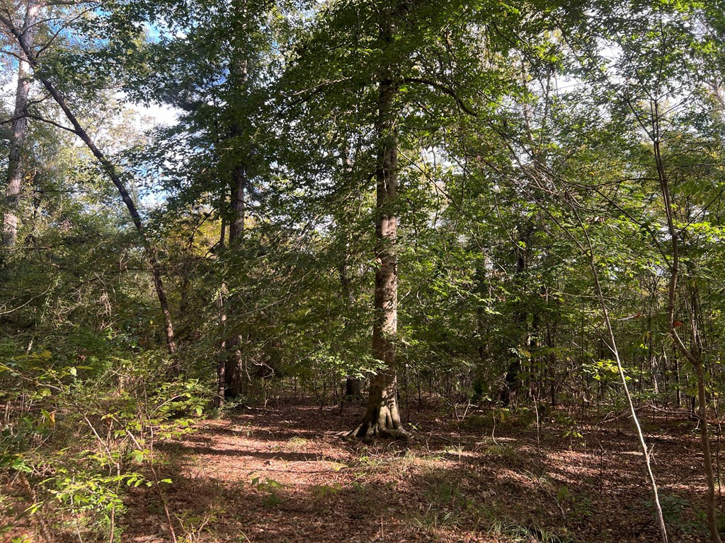 Tbd Tbd Ms-568 Osyka, MS 39657 - Photo 9 of 37 Photo 9