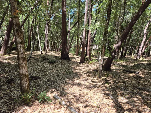 a view of a tree in a yard