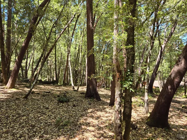 a backyard of a house with lots of trees