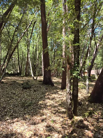 a view of a yard with plants and trees