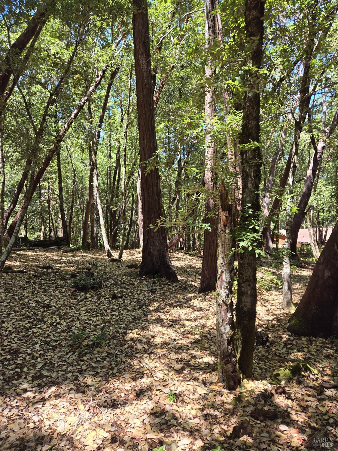 1694 Ponderosa Road Willits, CA 95490 - Photo 4 of 6 a view of a yard with plants and trees