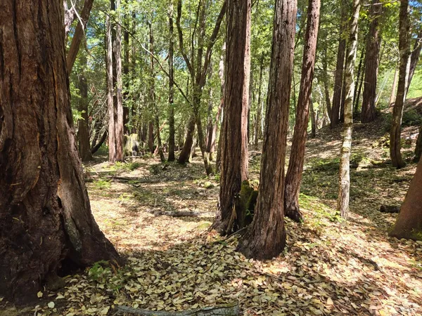 a view of a yard with trees