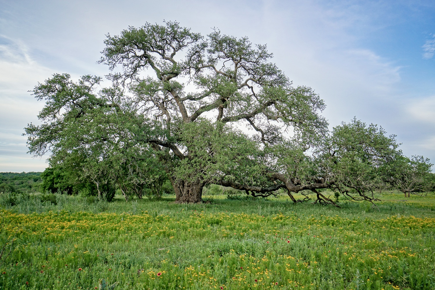 Lot 22 Legacy Ridge Burnet, TX 78611 - Photo 12 of 14
