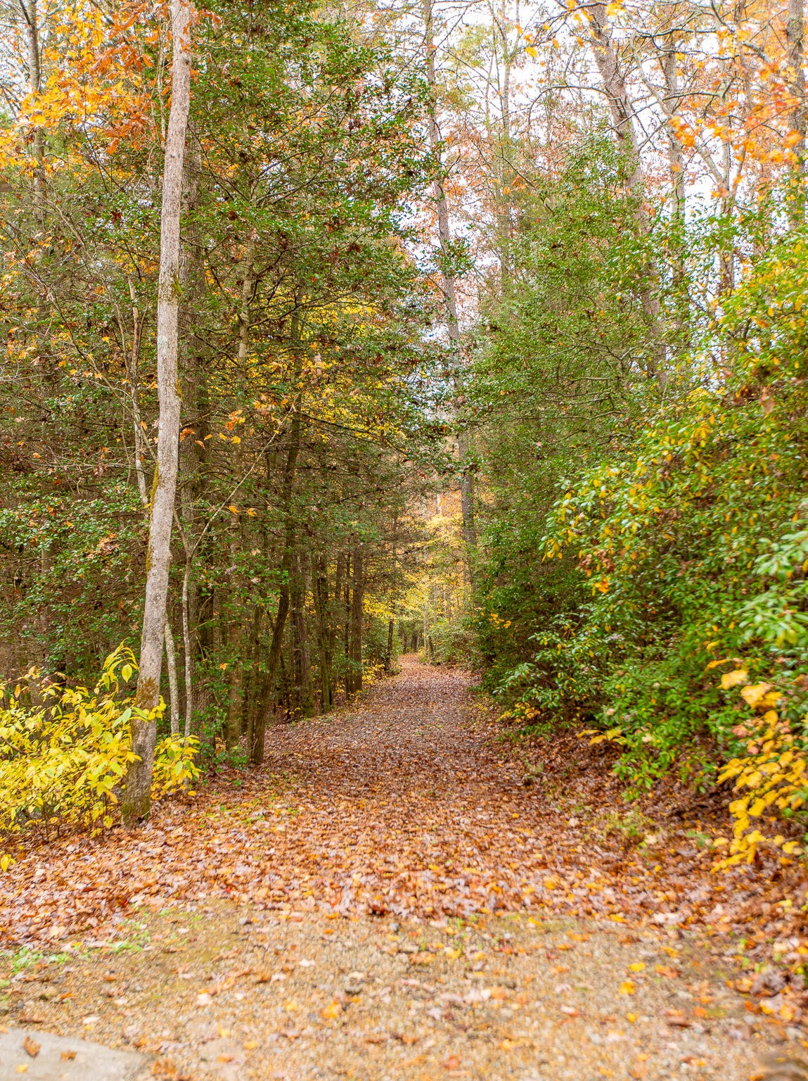 6401 Sawyer Road Signal Mountain, TN 37377 - Photo 43 of 60 Gallery Image 43