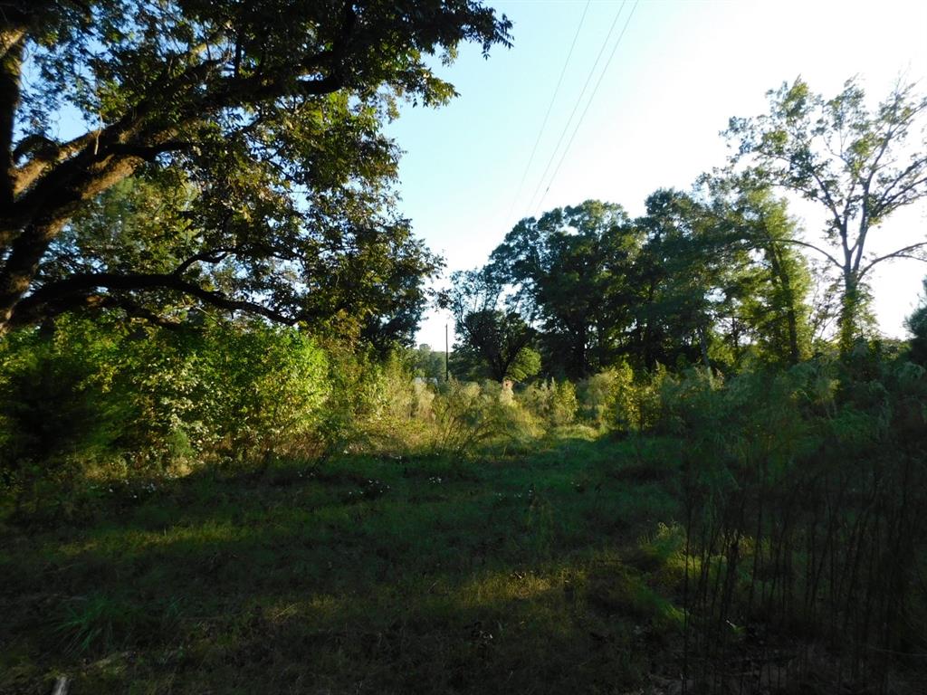 2600 Columbia 21 Road Taylor, AR 71861 - Photo 13 of 15 View of undeveloped land
