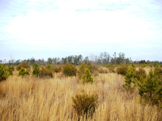 Lot 5 Green Pond Road Jackson, SC 29831 - Photo 1 of 1 Gallery Image 1