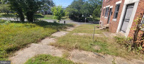 a view of a yard with plants and large trees