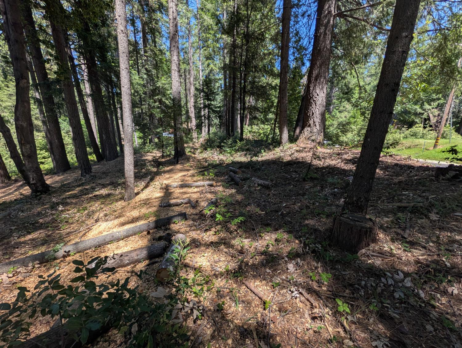 16819 Pasquale Road Nevada City, CA 95959 - Photo 8 of 10 a view of a forest filled with trees