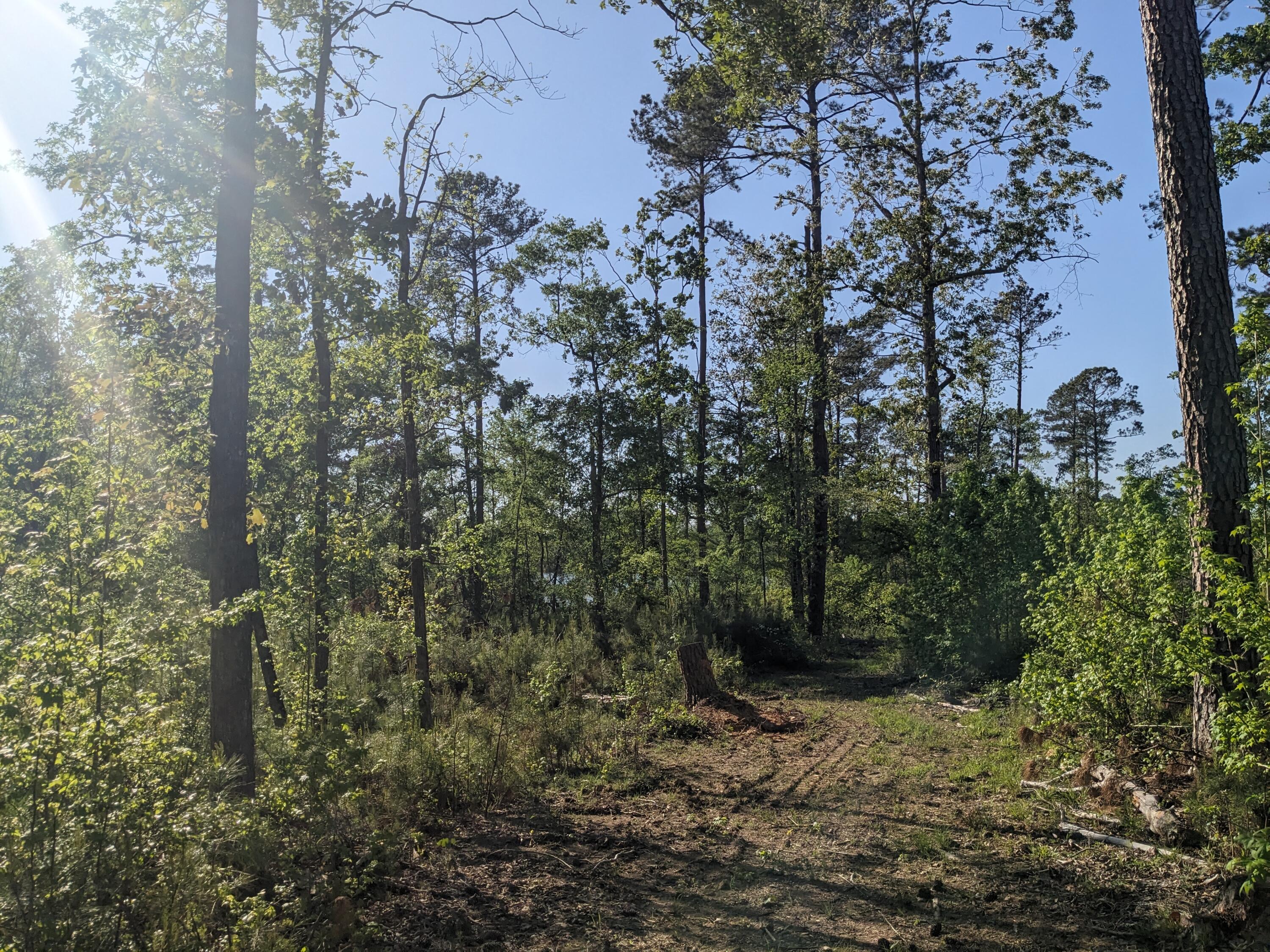 182 Cedar Road Plum Branch, SC 29845 - Photo 6 of 9 Path to lake