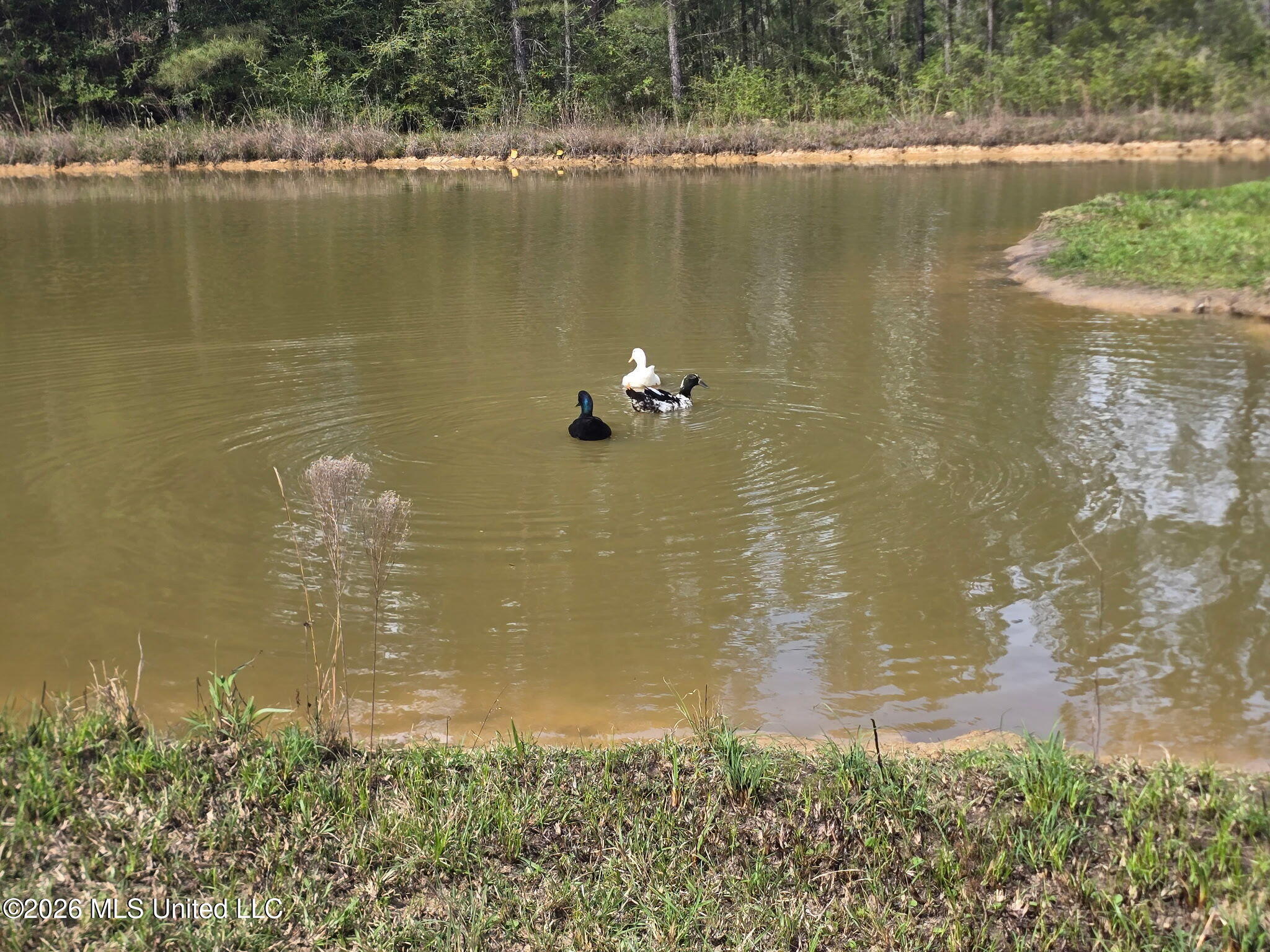 1236 Highway 26 Wiggins, MS 39577 - Photo 56 of 59 1000082474