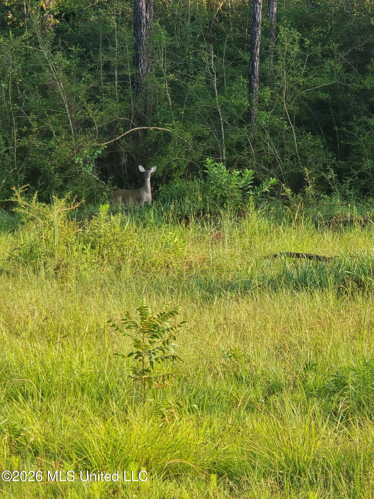 1236 Highway 26 Wiggins, MS 39577 - Photo 59 of 59 20250822_073351
