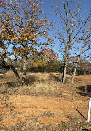 a view of a yard with a tree