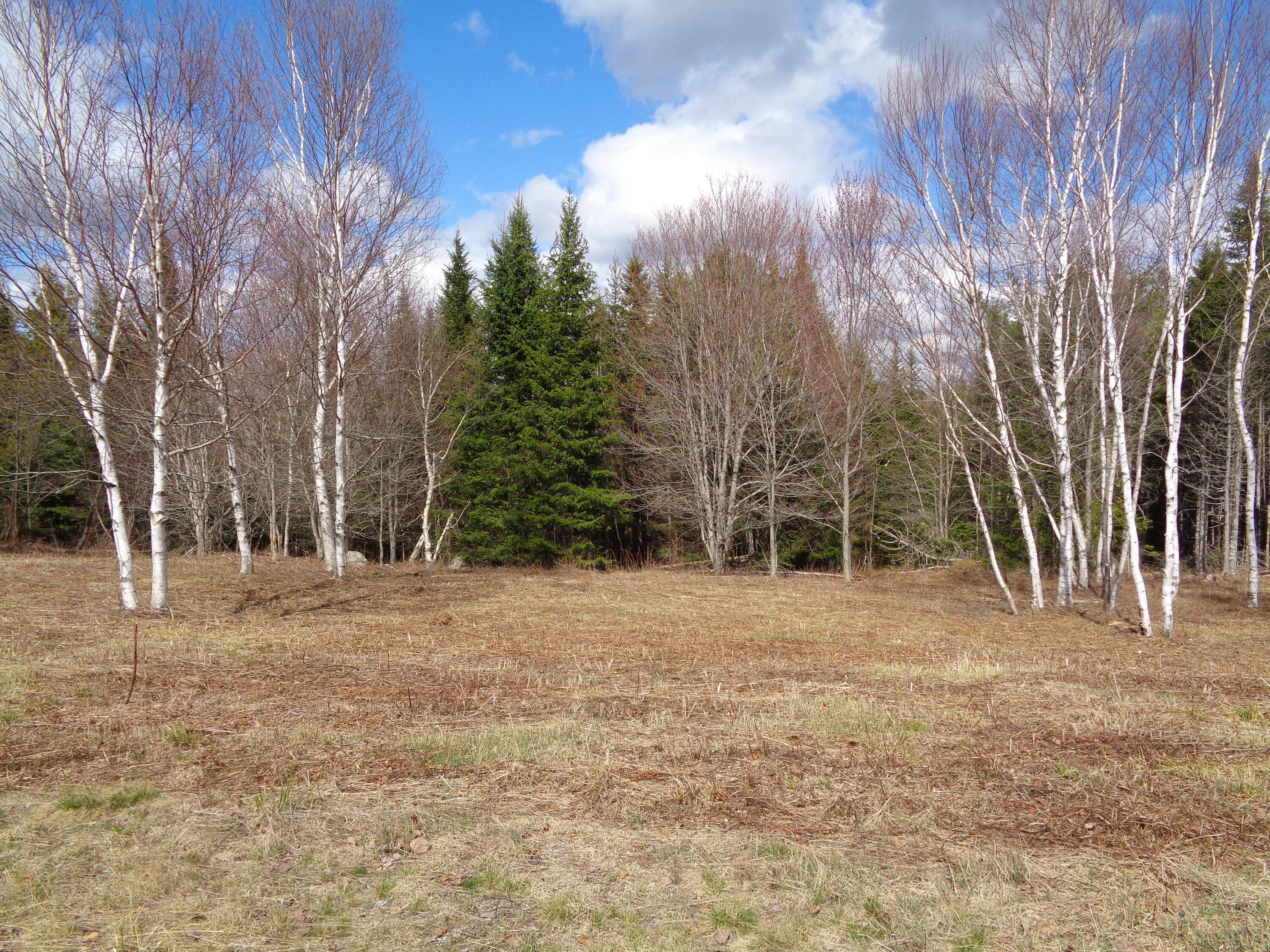 Lot 19 Bailey Mountain Road Franklin, ME 04634 - Photo 7 of 14 Cleared lots