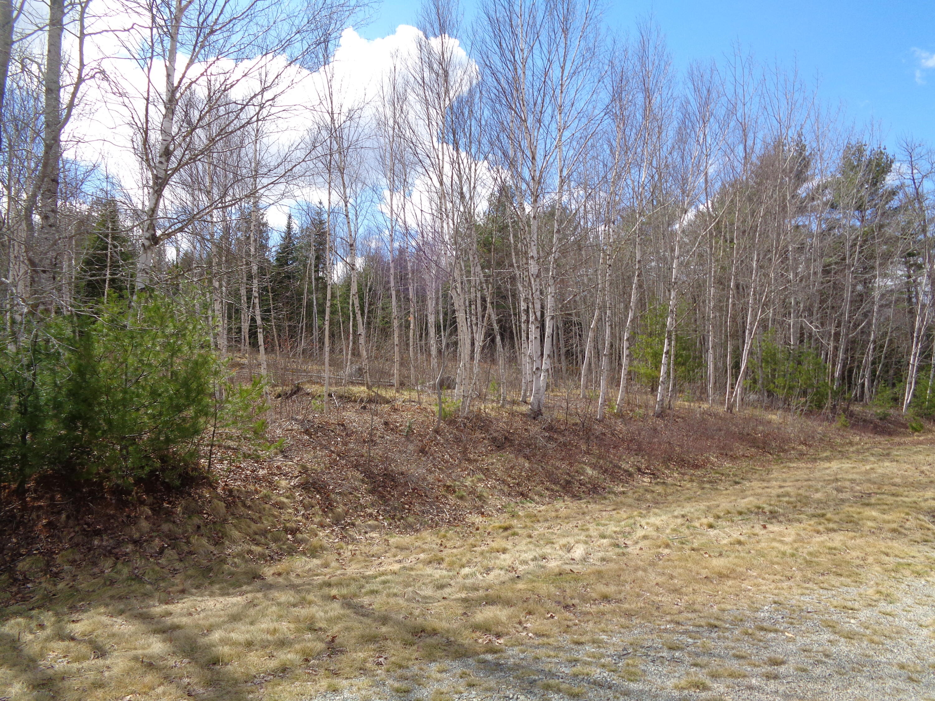 Lot 19 Bailey Mountain Road Franklin, ME 04634 - Photo 8 of 14 Mixed wood