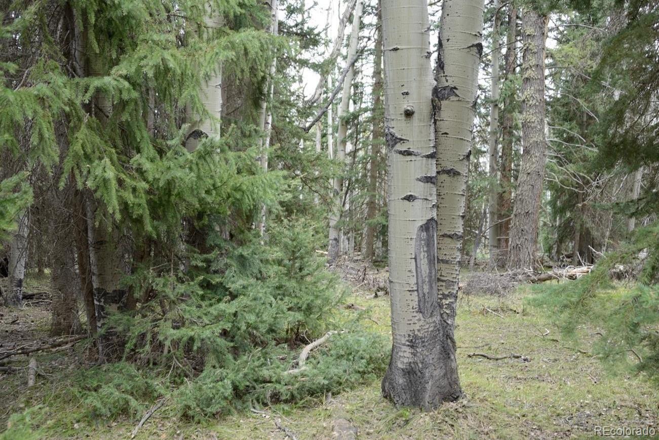 1401 Hazel Lake Drive Cimarron, CO 81220 - Photo 3 of 3