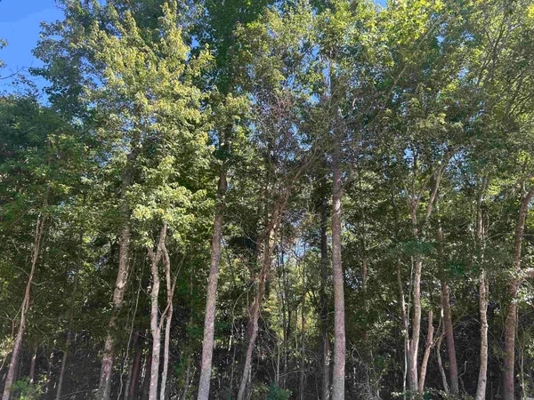 $150,000 | Tbd Thurgood Drive, Dillon, SC 29536