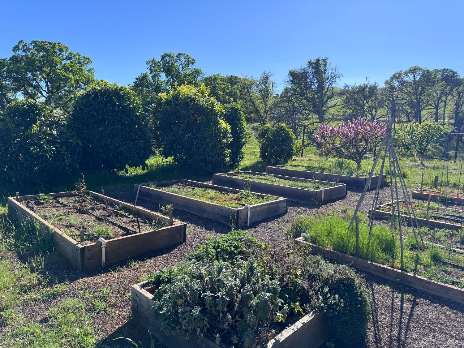 8600 Pleasants Valley Road Winters, CA 95694 - Photo 12 of 50 Raised garden beds are in and ready for spring planting
