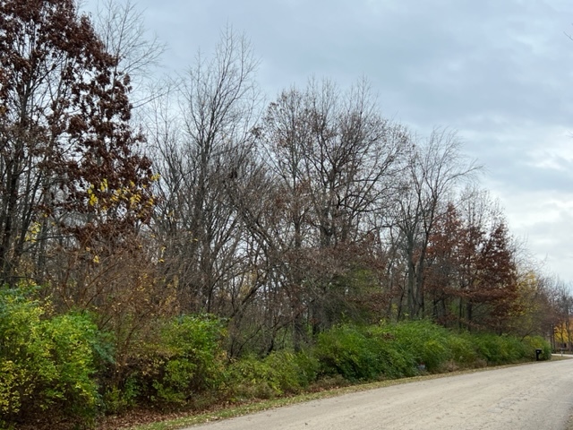 a view of a forest with trees in front of it