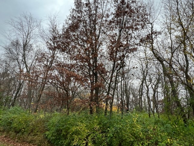 17211 Cobblestone Bend Marengo, IL 60152 - Photo 11 of 14 a view of a yard