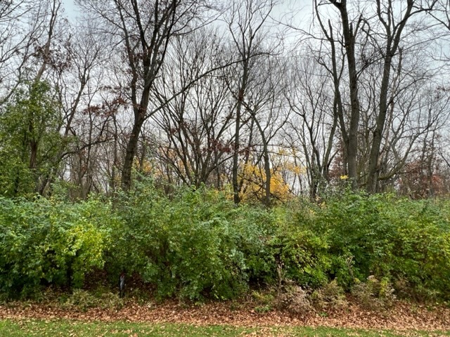 17211 Cobblestone Bend Marengo, IL 60152 - Photo 14 of 14 a view of a forest with lots of trees