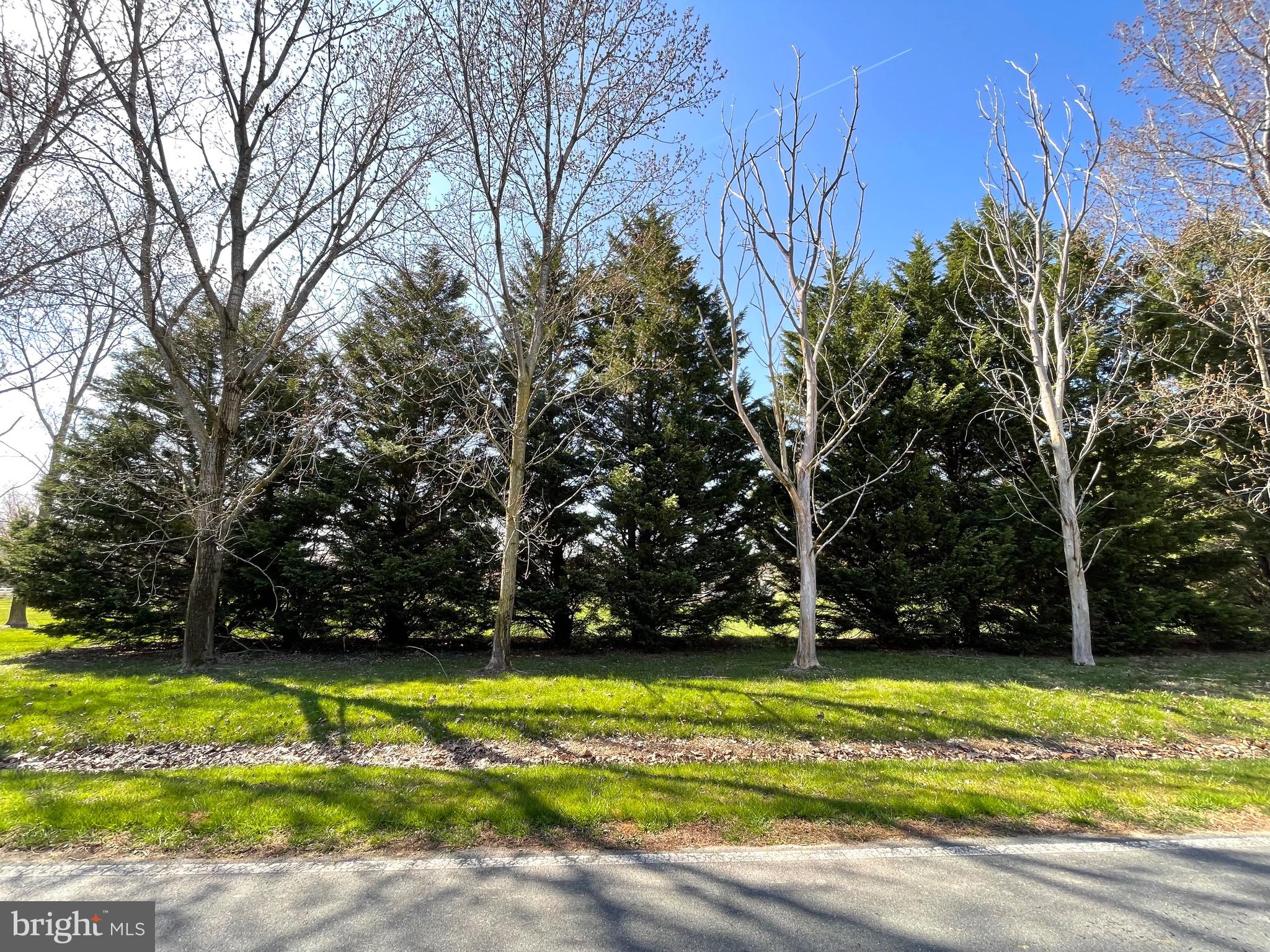 103 Old Point Road Chester, MD 21619 - Photo 26 of 68 Road frontage trees