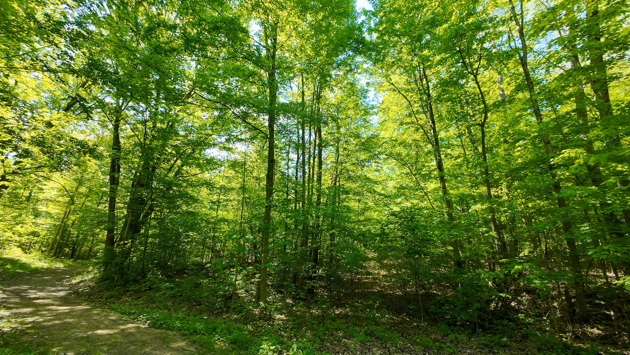 4196 West 4 Mile Road White Cloud, MI 49349 - Photo 42 of 65 DJI_20260527113359_0062_D