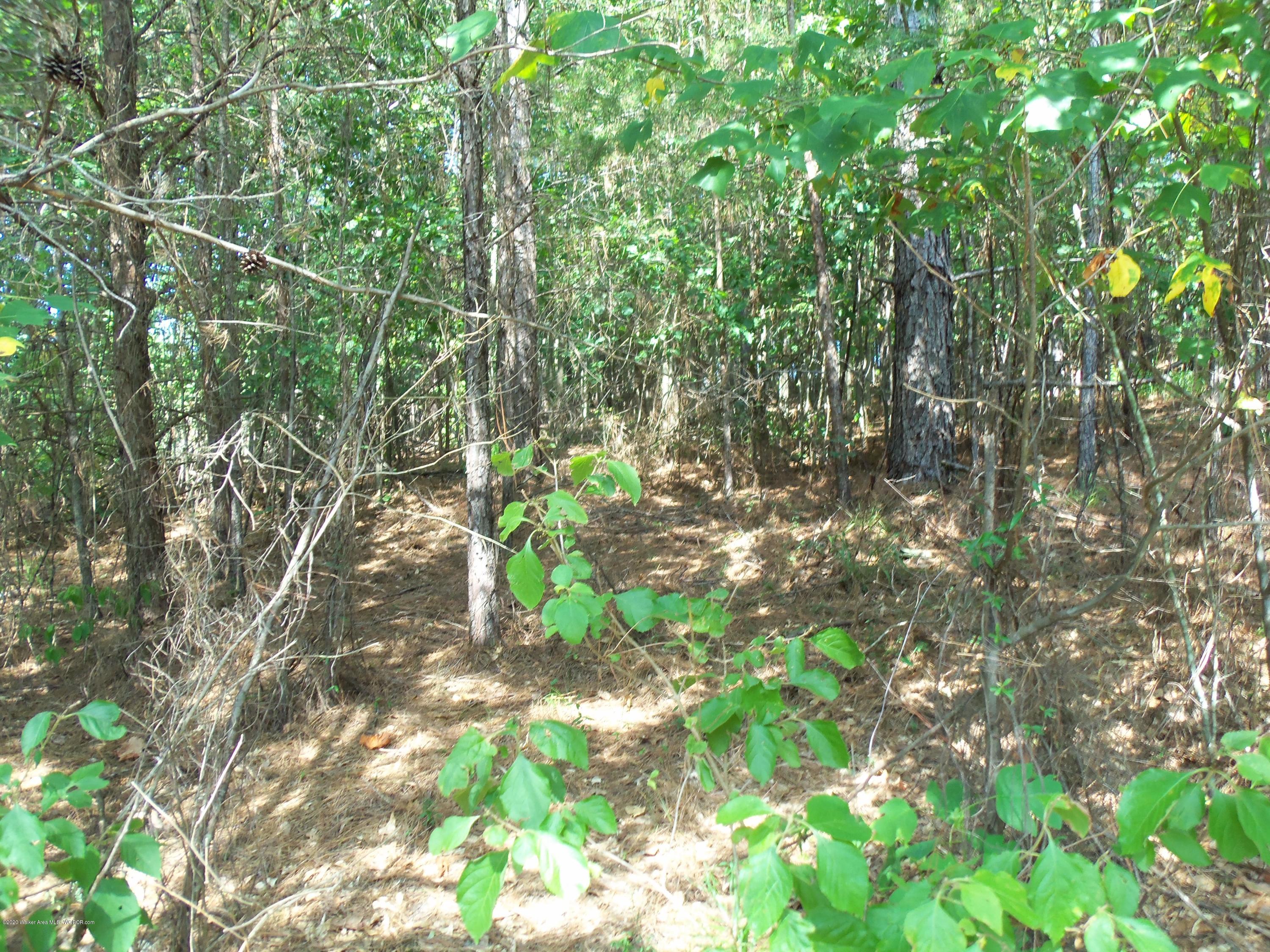 0 Co Road Crane Hill, AL 35053 - Photo 20 of 23 Gallery Image 20