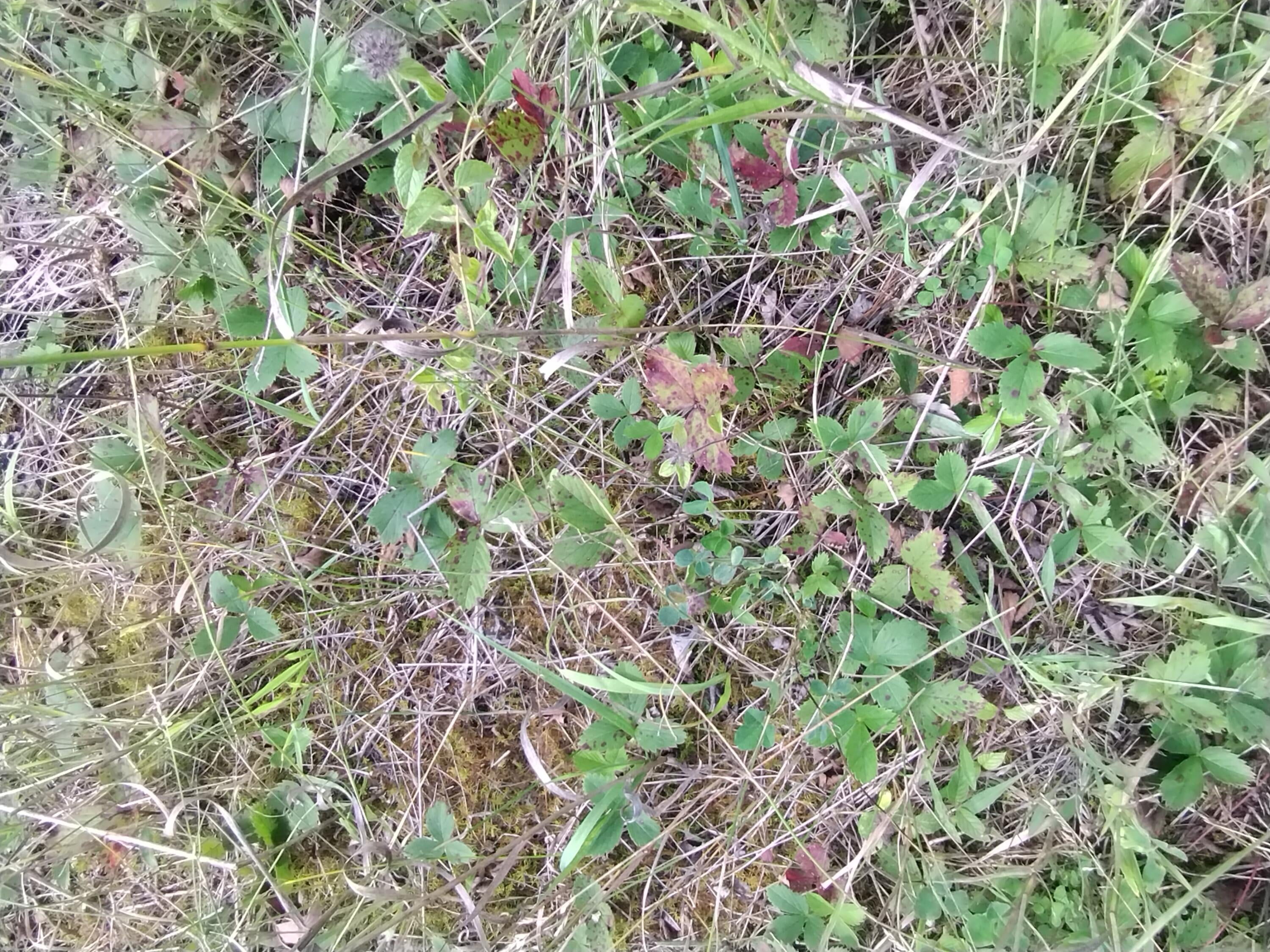 5060 Long Lake Road Alpena, MI 49707 - Photo 9 of 17 Strawberries
