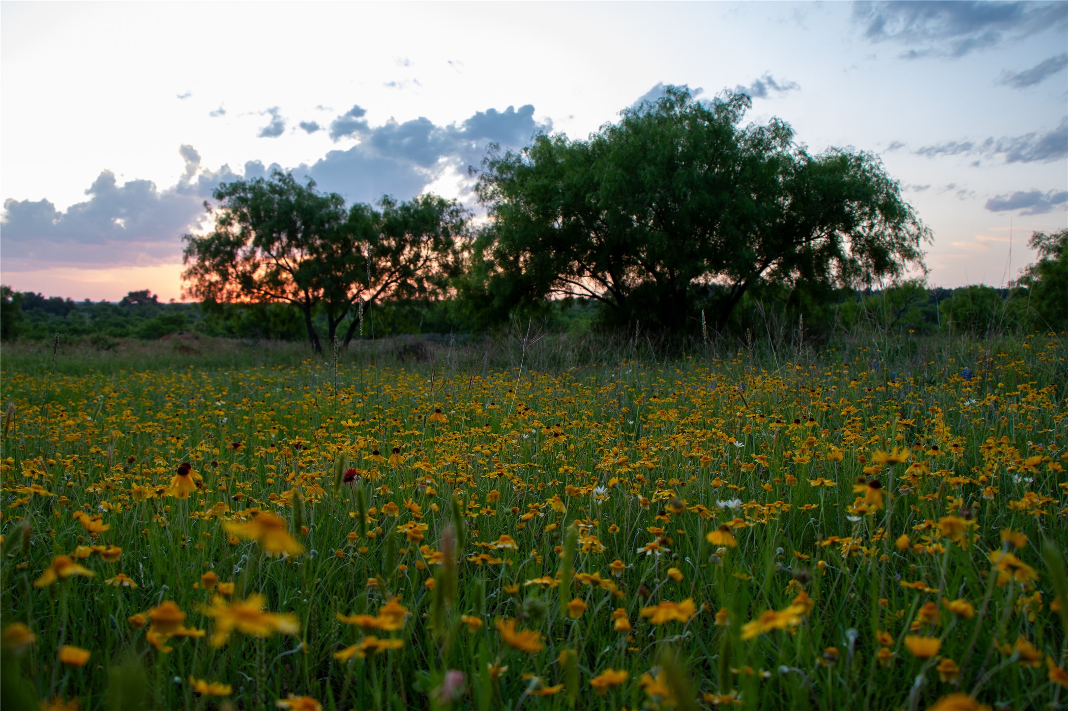 272 Slate Rock Road Fredericksburg, TX 78624 - Photo 7 of 32 Golden wildflower blooms in Spring carpet a verdant field, silhouetting trees against a soft, twilight sky. One of the many wildflower views on the property.
