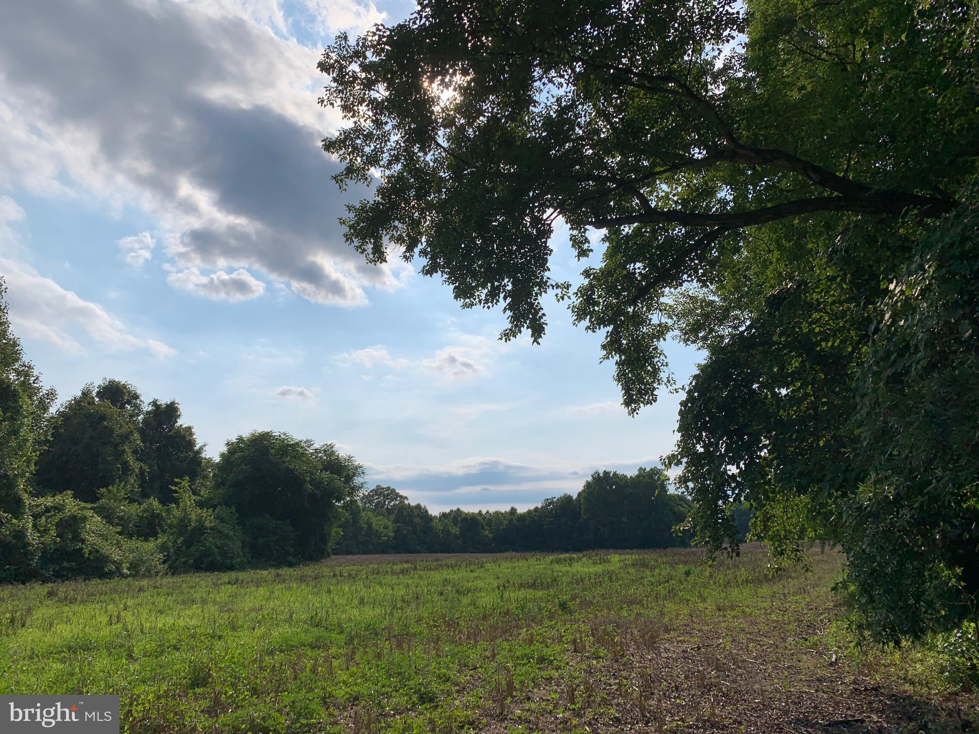 Pottiesville Road Bumpass, VA 23024 - Photo 1 of 19 View Towards Road (Potential Homesite View)