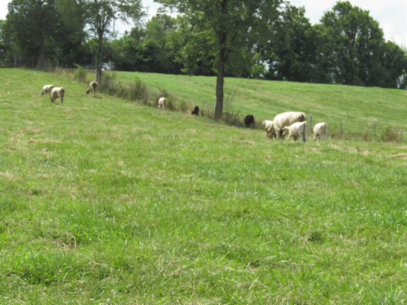 0 Carl Rogers Road Moss, TN 38575 - Photo 14 of 30 a backyard of a house with lots of green space