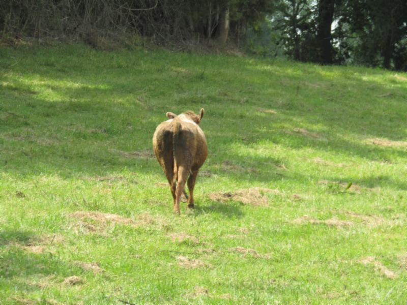 0 Carl Rogers Road Moss, TN 38575 - Photo 26 of 30 a backyard of a house with a yard and outdoor seating