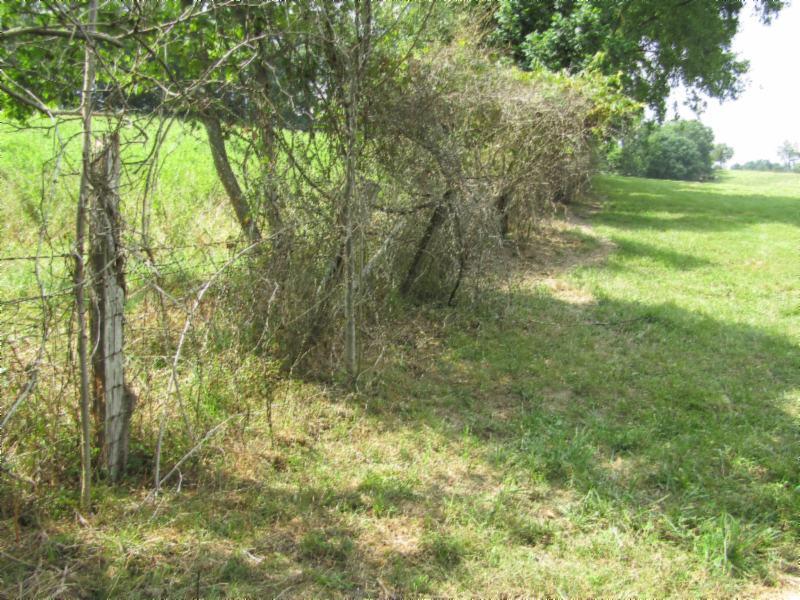 0 Carl Rogers Road Moss, TN 38575 - Photo 27 of 30 a view of a yard with a tree