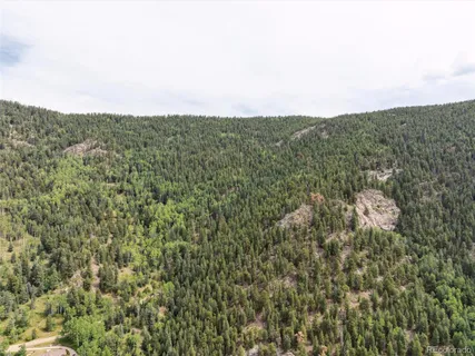a view of lush green forest
