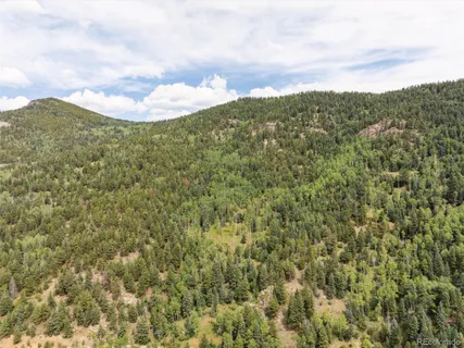 a close up of a tree