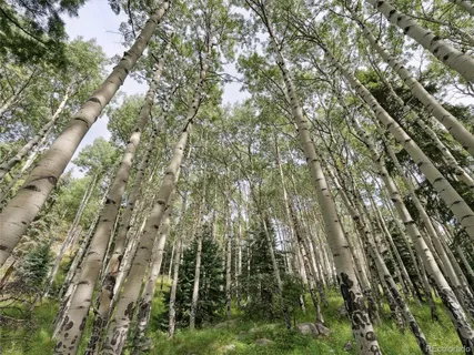 a view of a forest with trees