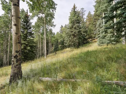 a view of a forest with trees in the background
