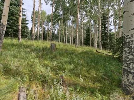 a view of a forest with trees
