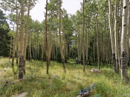 a view of a tree in the middle of a yard